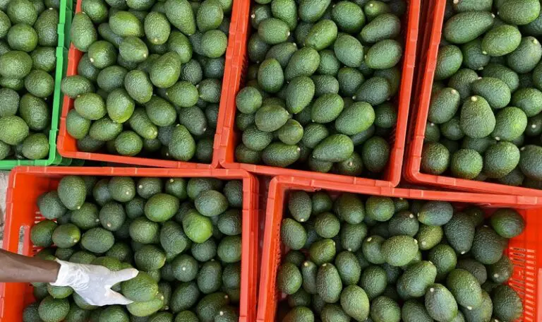 Red crates filled with green avocados, viewed from above; a gloved hand reaches for one, keeping the produce fresh thanks to Cold Hubs.
